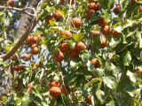 Fruit sauvage